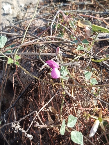 Phaseolus filiformis, photograph 6