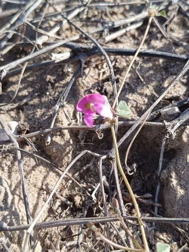 Phaseolus filiformis, photograph 4