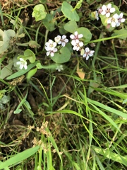 Claytonia rubra
