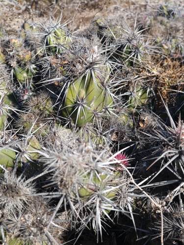 Grusonia invicta, photograph 4