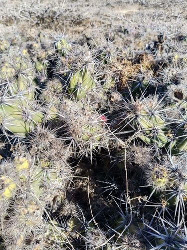 Grusonia invicta, photograph 5