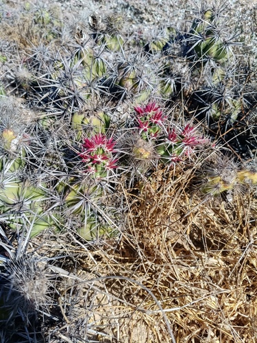 Grusonia invicta, photograph 3