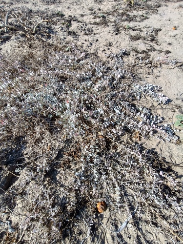 Atriplex barclayana, photograph 3