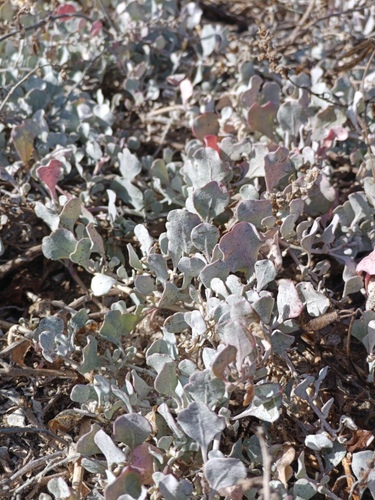 Atriplex barclayana, photograph 2