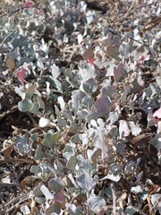Atriplex barclayana, photograph (c) MarvalPhotography19, some rights reserved (CC BY)