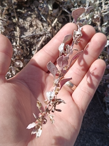 Atriplex barclayana, photograph 4