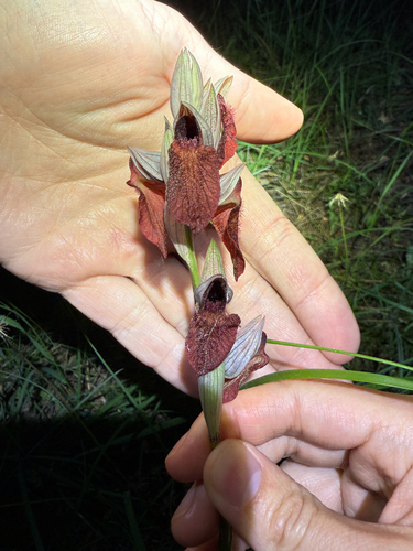 Heart-flowered serapias
