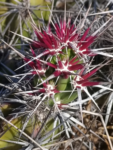 Grusonia invicta, photograph 2