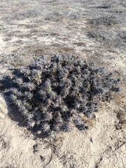 Grusonia invicta