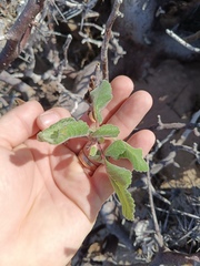 Bursera hindsiana, photograph (c) MarvalPhotography19, some rights reserved (CC BY)
