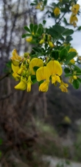 Hippocrepis emerus emerus