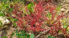Sedum microcarpum