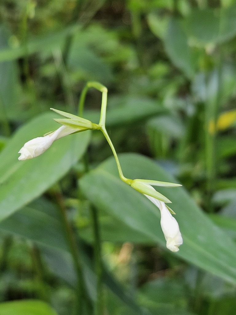 Maranta rupicola