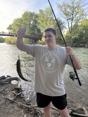 Oncorhynchus mykiss