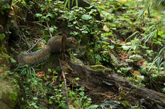 Sciurotamias davidianus