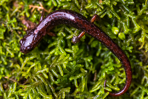 Terrestrial Splayfoot Salamander