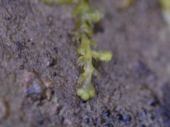 Lepidozia reptans