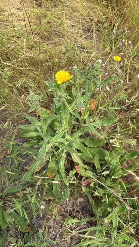 iNaturalist observation photo of bristly oxtongue