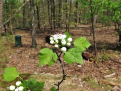 Crataegus ouachitensis