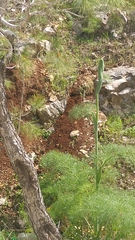 Ferula