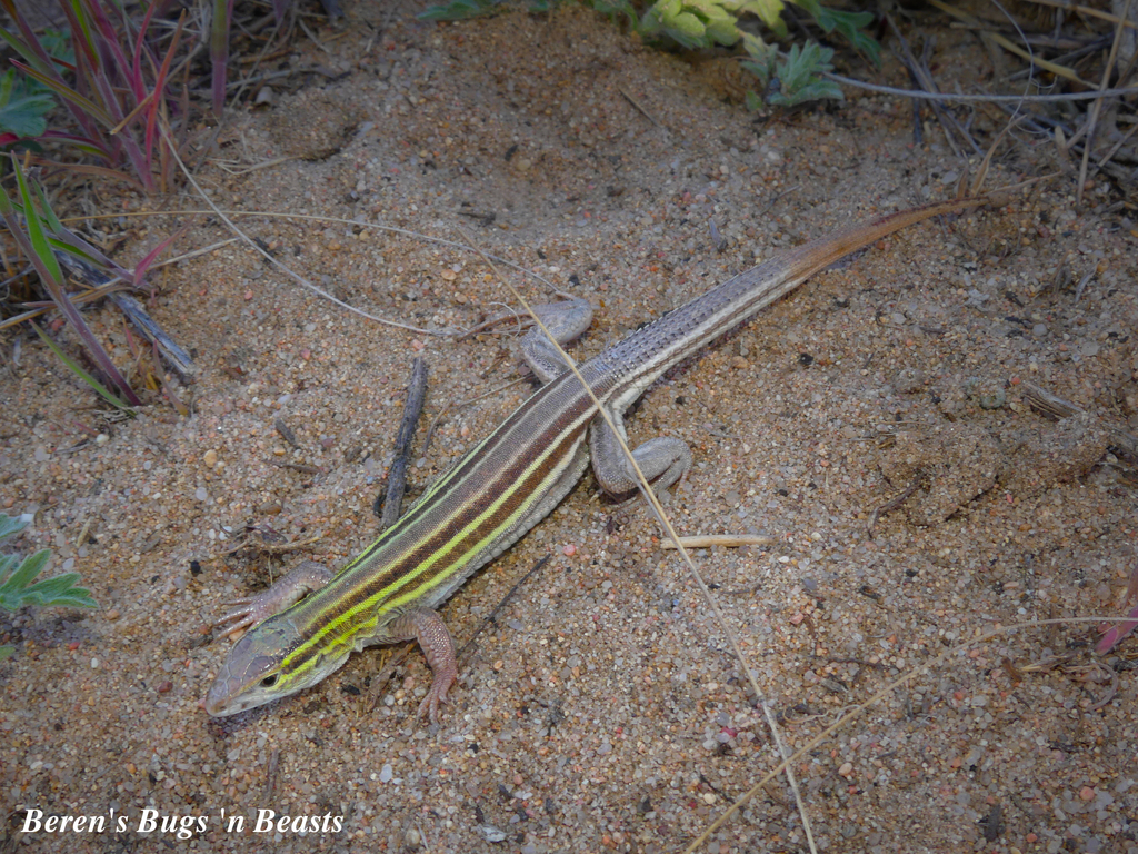 Prairie Racer Runner Lizard Prairie Racerunner in May 2026 by Beren Erkan (herper/photographer ...