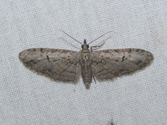 Eupithecia bolterii