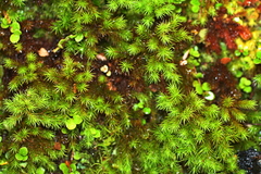 Dendroligotrichum tongariroense