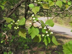 Crataegus ouachitensis