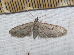 Eupithecia bolterii