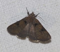 Avatha discolor