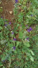 Salvia viridis