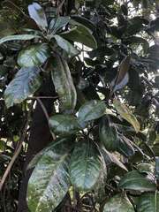 Magnolia grandiflora