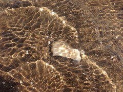 Amarilladesma mactroides