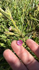 Silene scouleri, photograph (c) harrii, some rights reserved (CC BY)