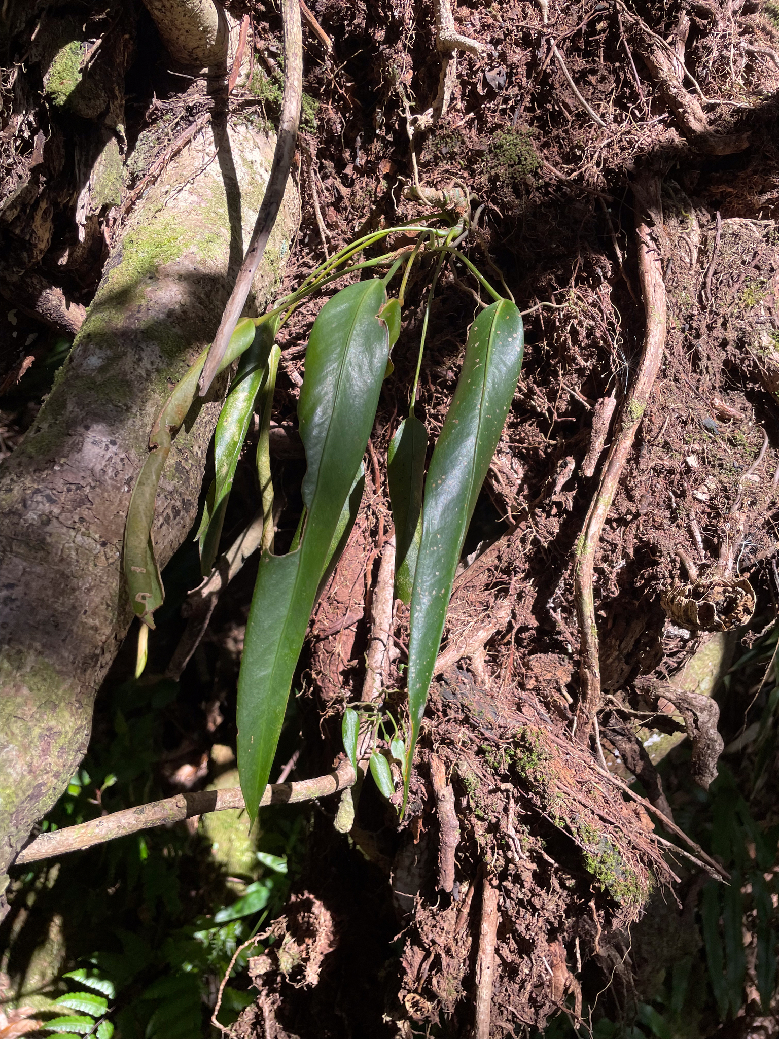 Anthurium protensum