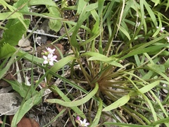 Claytonia parviflora viridis