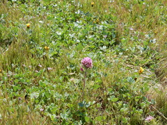 Castilleja exserta