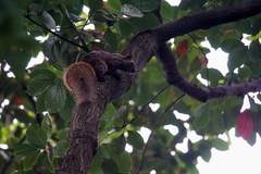 Callosciurus erythraeus