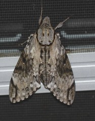 Psilogramma menephron