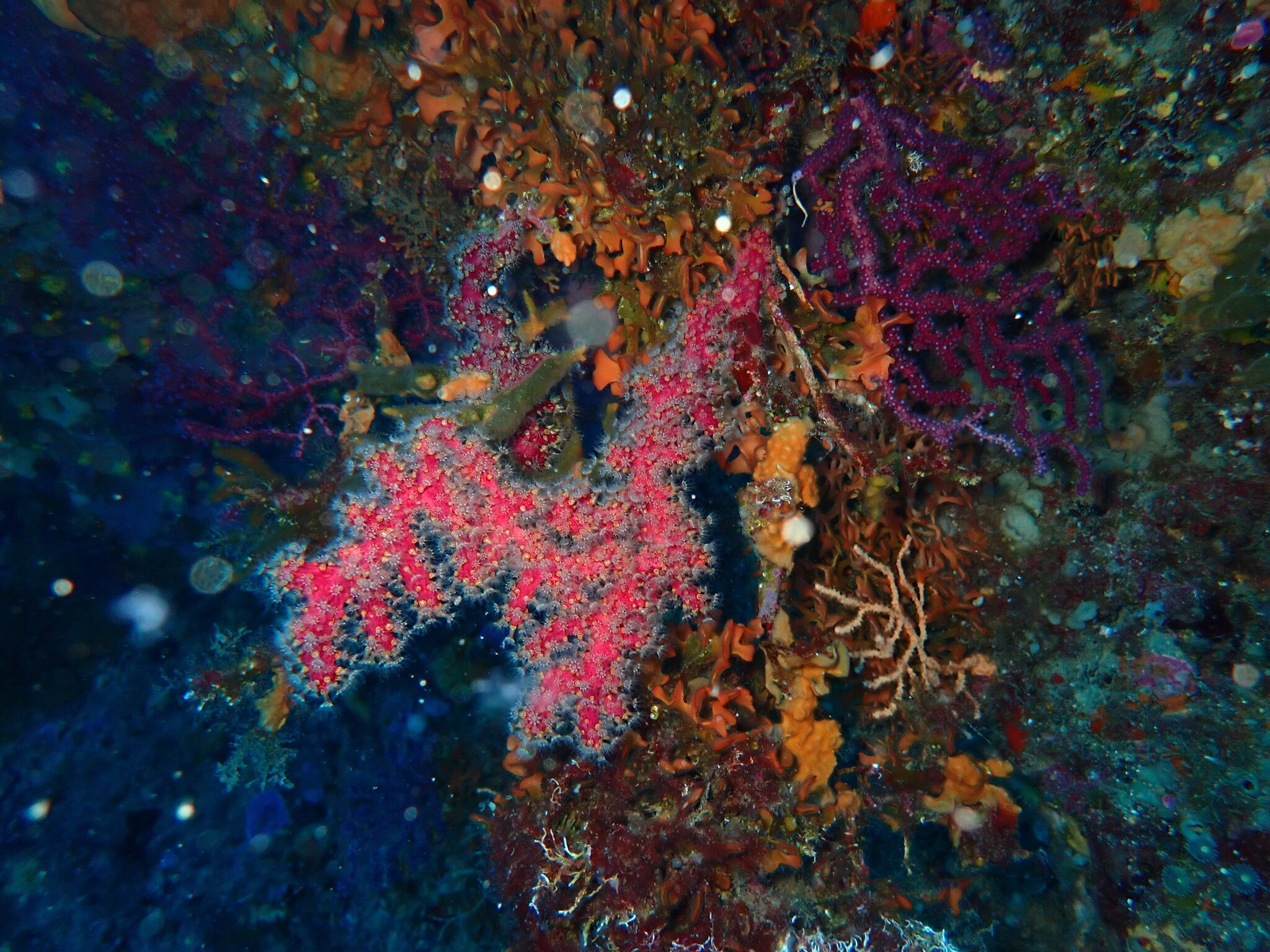 Alcyonium coralloides (Pallas, 1766)