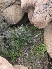 Claytonia parviflora viridis