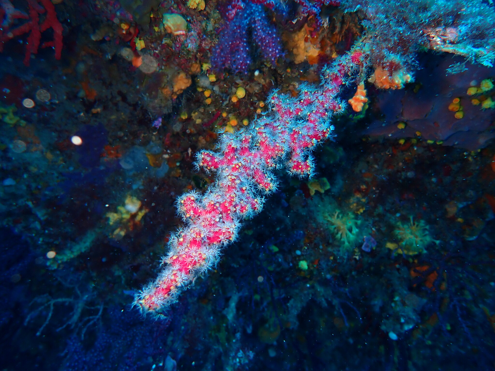 Alcyonium coralloides (Pallas, 1766)