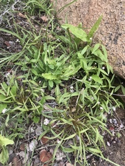 Claytonia parviflora viridis
