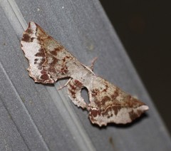 Parepisparis multicolora