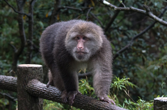 Macaca thibetana