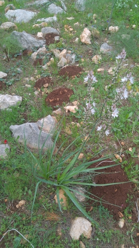 Nannospalax ehrenbergi