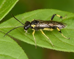 Macrophya flavicoxae