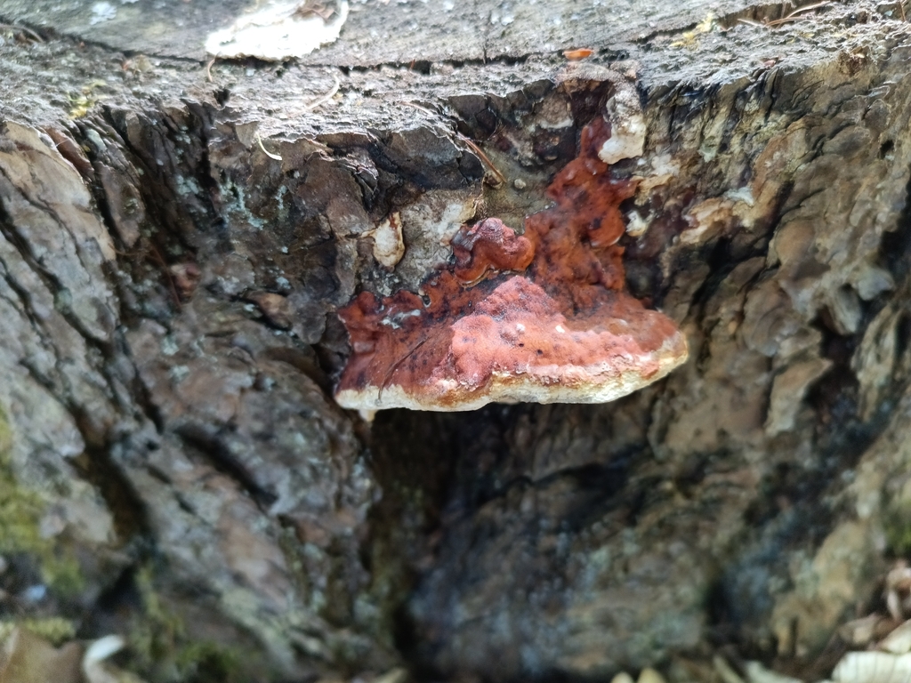 Fomitopsis pinicola · May 2026 · photo: © jolinarm (iNaturalist, cc-by)