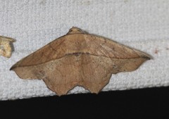 Polyacme dissimilis