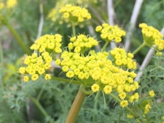 Lomatium papilioniferum